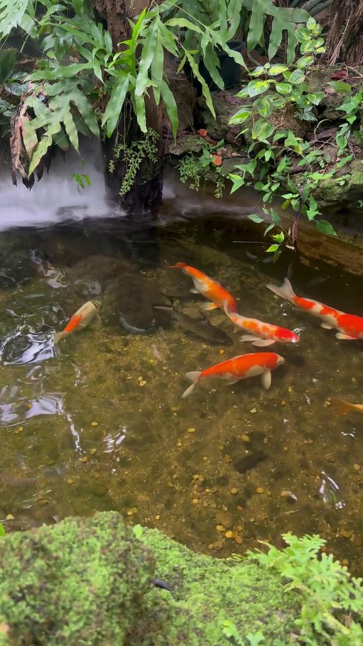 池塘里的锦鲤有烟，后院有装饰。天然的家庭花园。视频素材