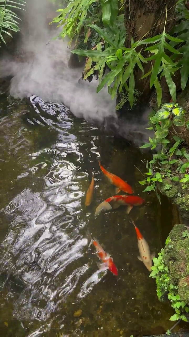 池塘里的锦鲤有烟，后院有装饰。天然的家庭花园。视频素材