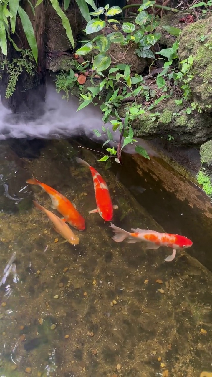 池塘里的锦鲤有烟，后院有装饰。天然的家庭花园。视频素材