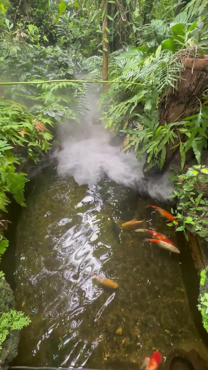 池塘里的锦鲤有烟，后院有装饰。天然的家庭花园。视频素材