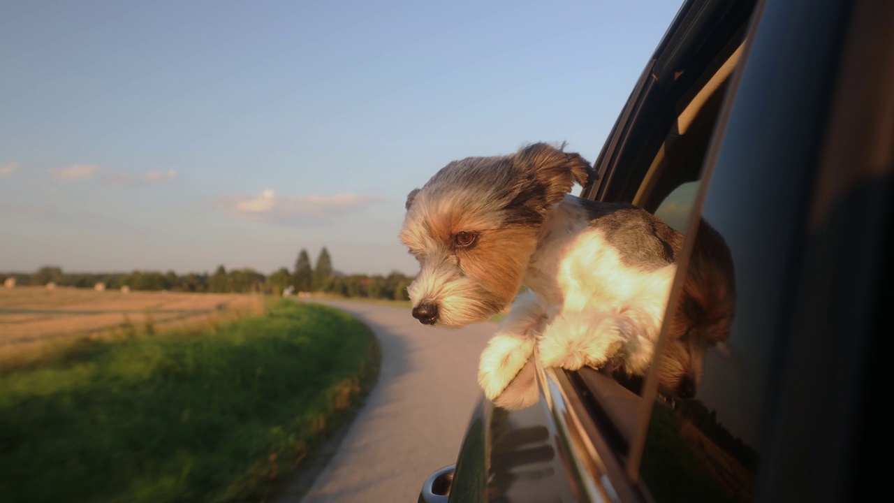 快乐的哈巴狗享受夏天的公路旅行视频素材