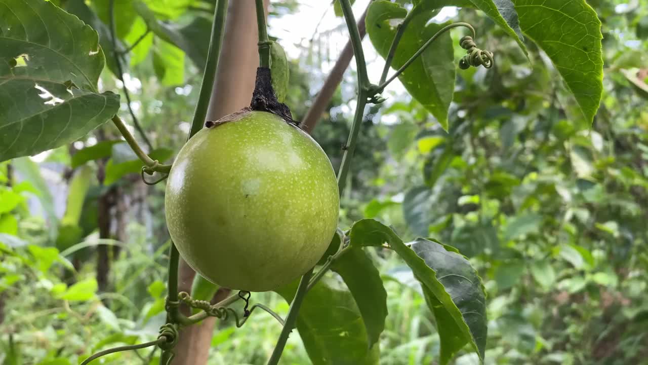 树上的百香果特写。热带水果视频素材