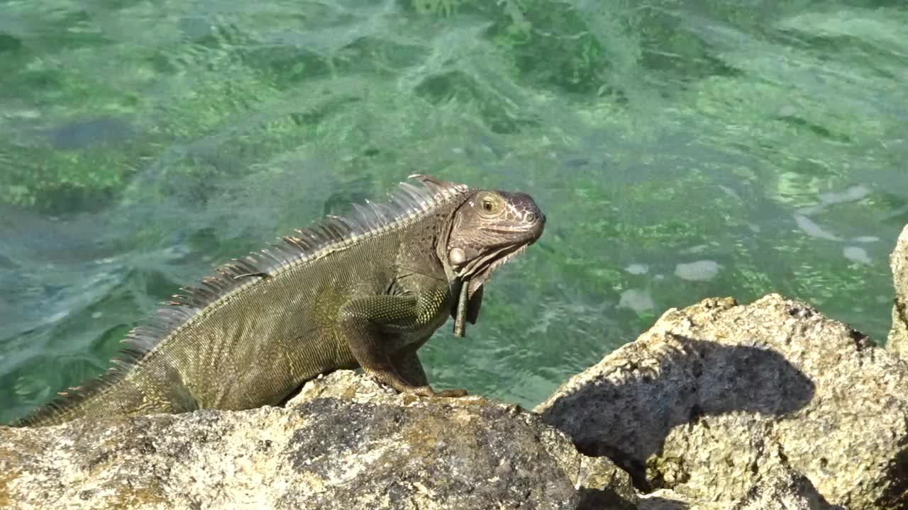 在海边的鬣蜥视频下载