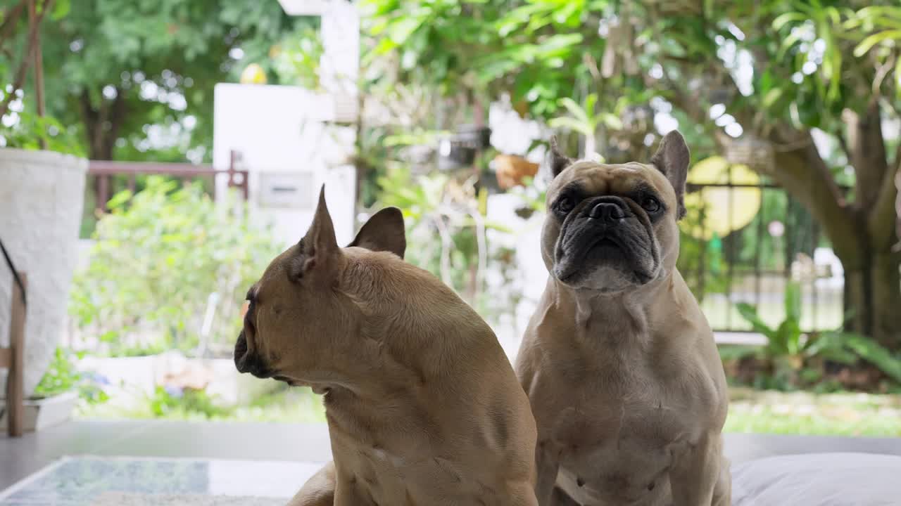 法国斗牛犬警觉地坐在花园里。视频素材