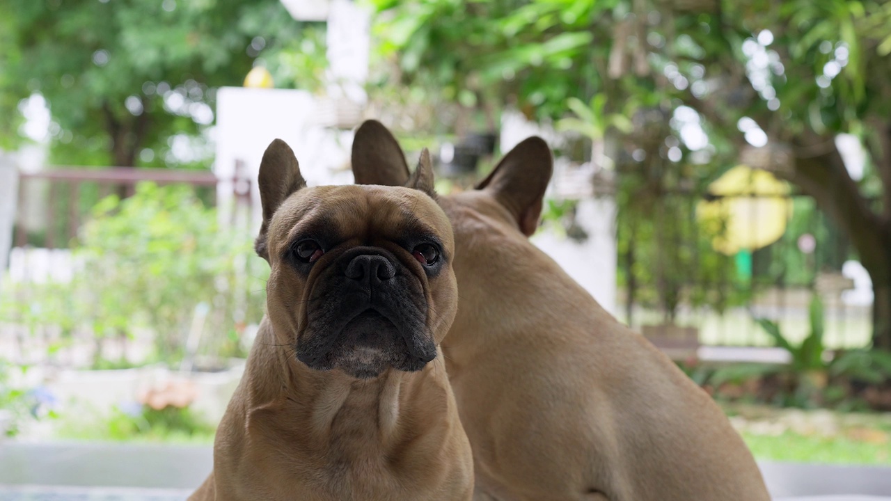 樱桃眼的法国斗牛犬盯着镜头。视频素材