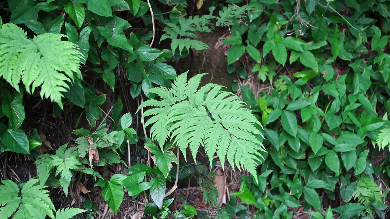 蕨属蕨类植物视频素材