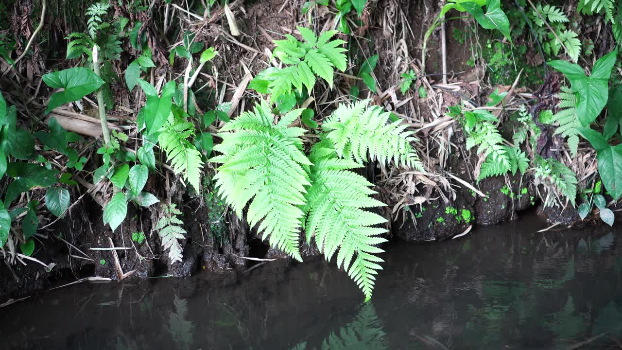 蕨属蕨类植物视频素材