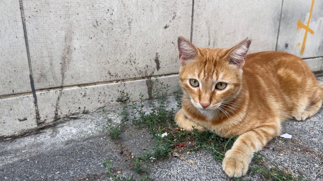 流浪姜猫在人行道上吃植物视频下载