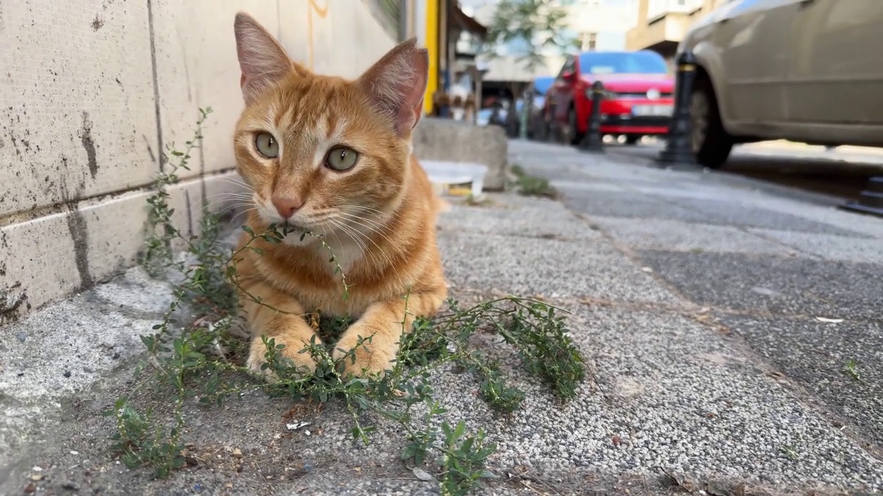 流浪姜猫在人行道上吃植物视频素材