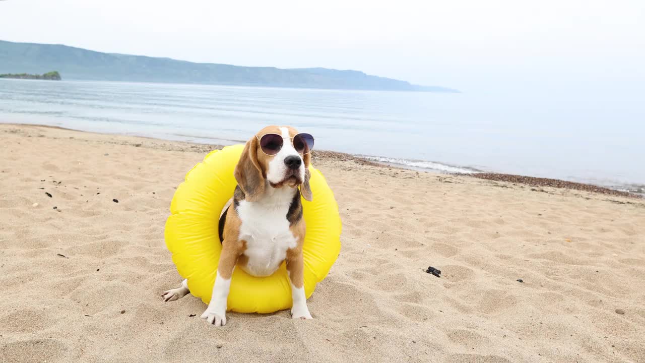 一只可爱的小猎犬戴着太阳镜和游泳圈坐在沙滩上。视频素材