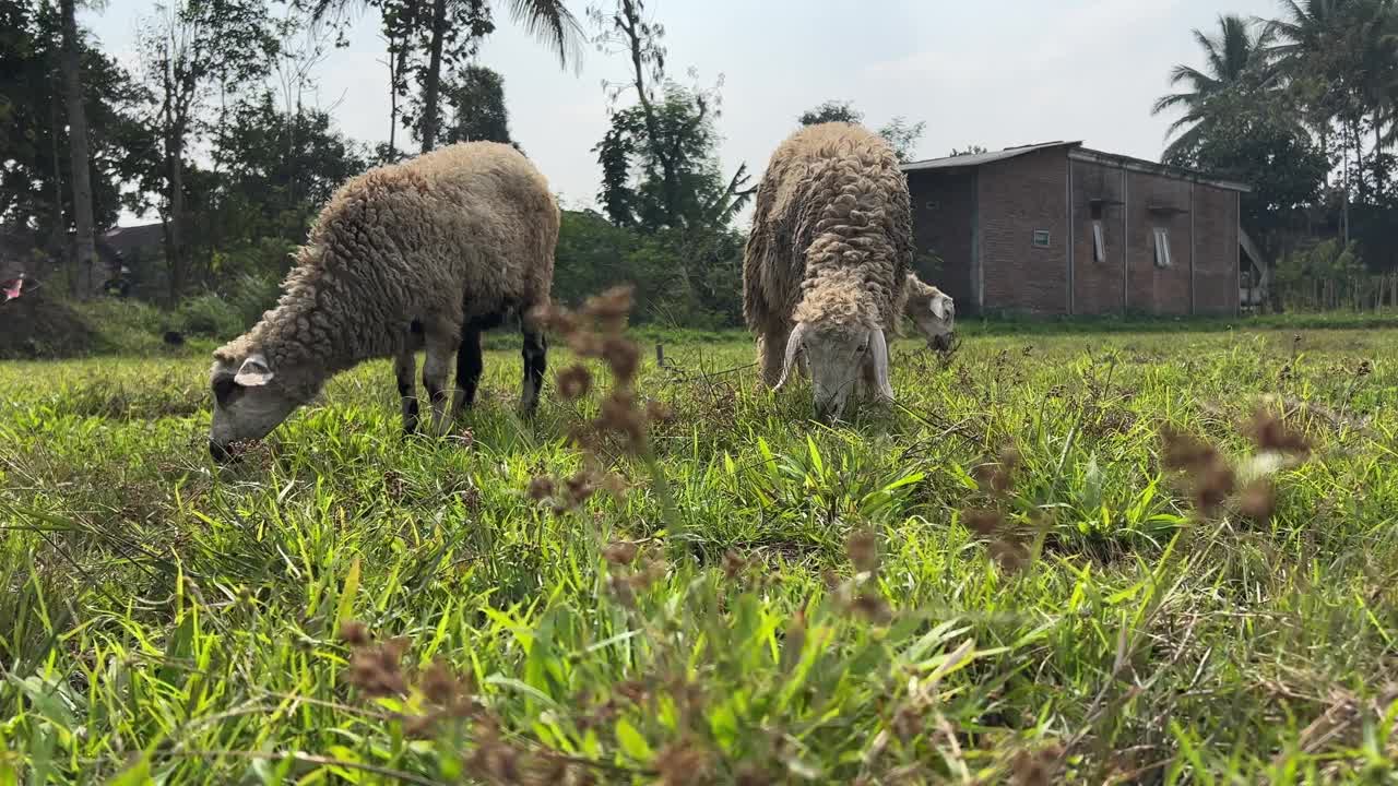 山羊正在吃草。视频素材