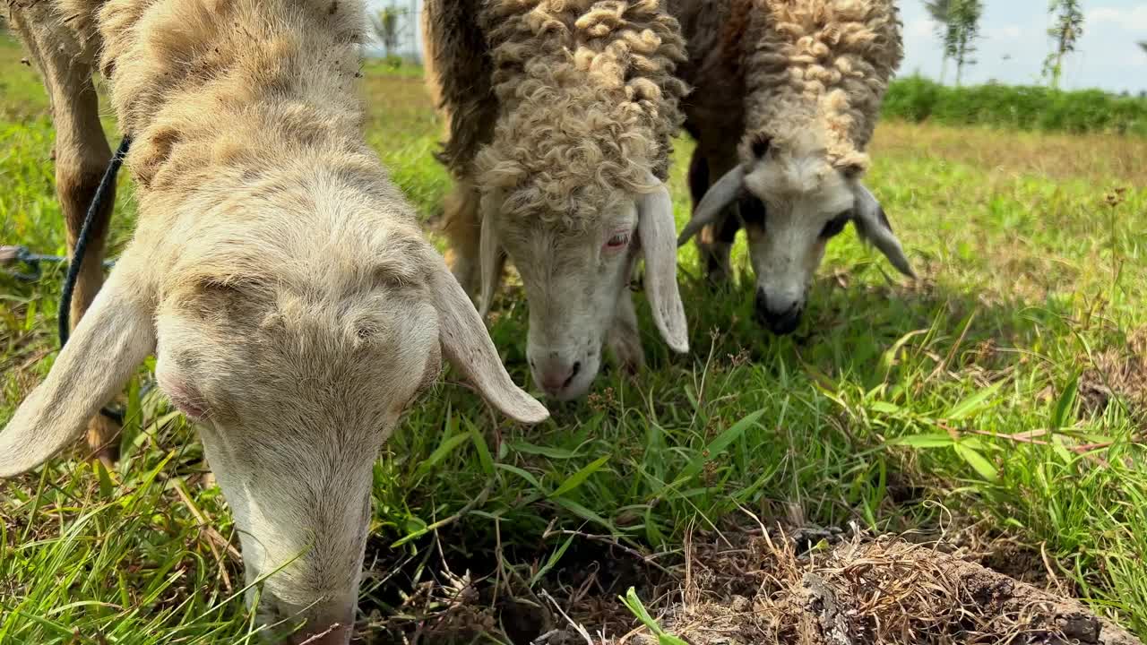 山羊正在吃草。视频素材