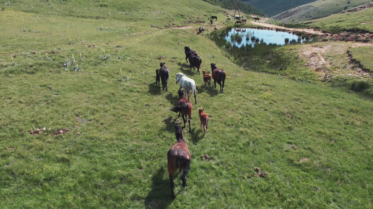 马群在山间湖饮水，航拍视频素材