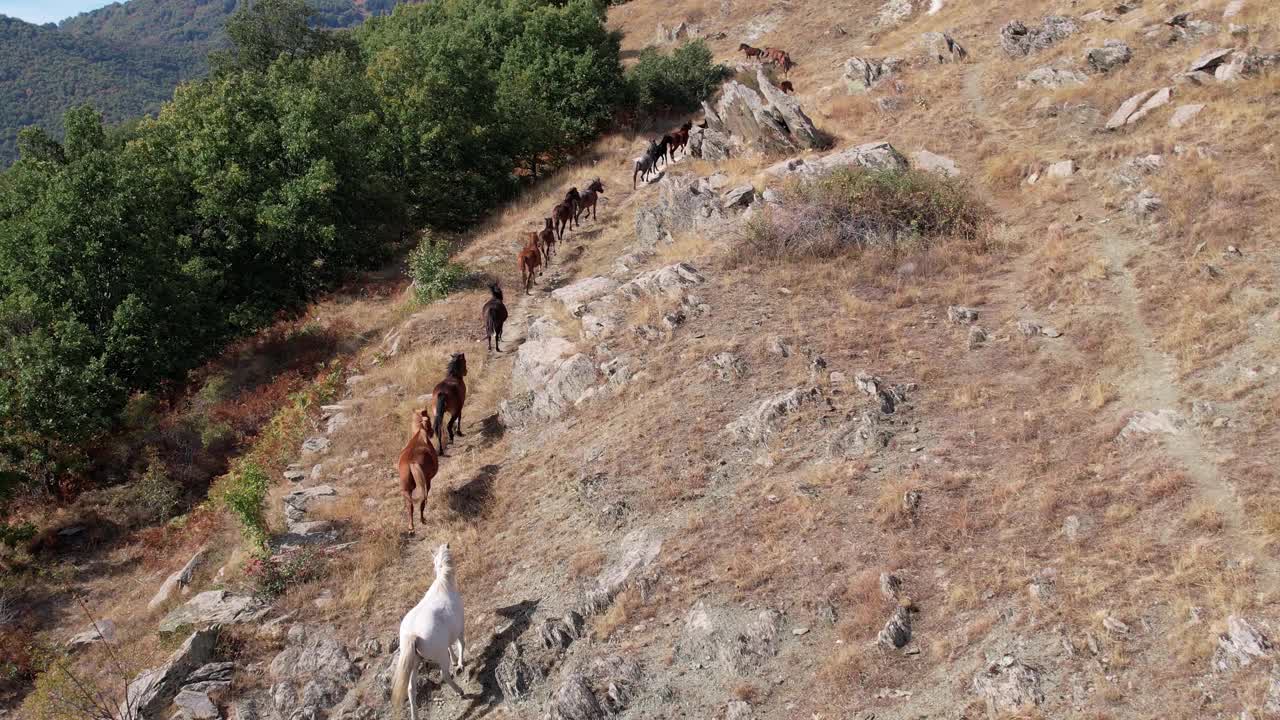 野马在山脉行走的慢动作跟踪镜头，无人机拍摄视频素材