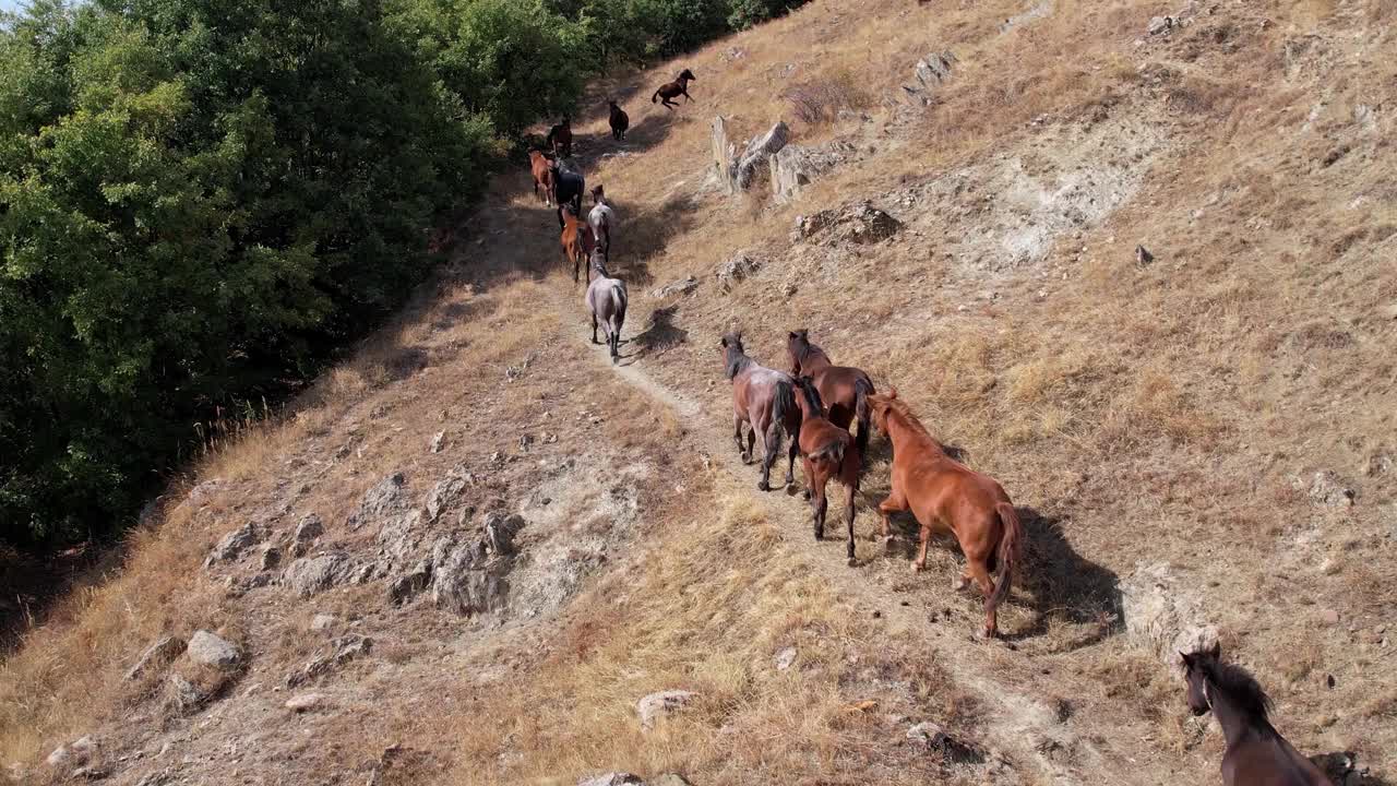 一群野马在山路上迁徙，航拍慢镜头视频素材