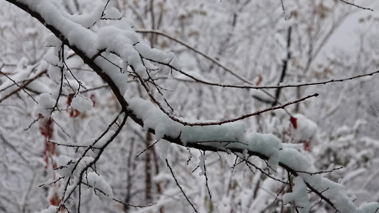 极端天气大雪视频素材