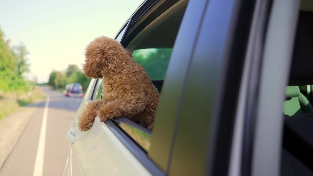 有趣的狗在旅行。快乐好奇的迷你狮子狗小狗狗旅行偷窥透过车窗视频素材