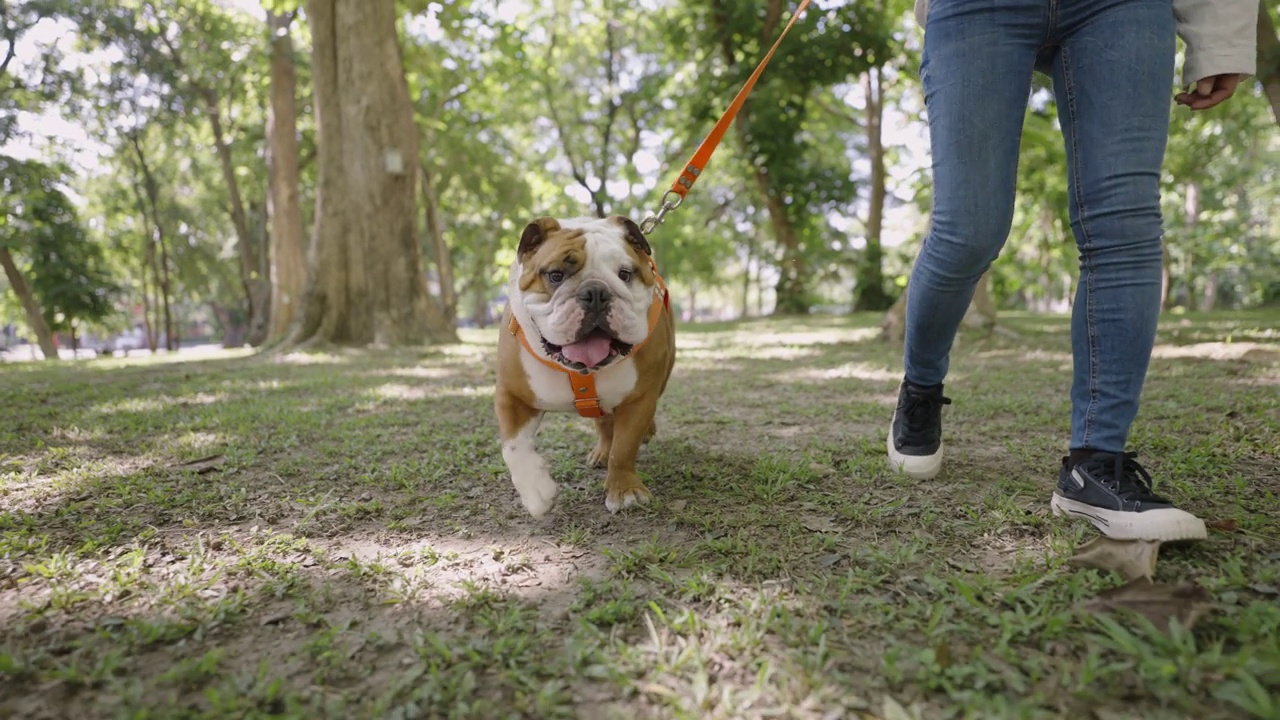 一只英国斗牛犬和它的主人一起散步的特写镜头视频素材