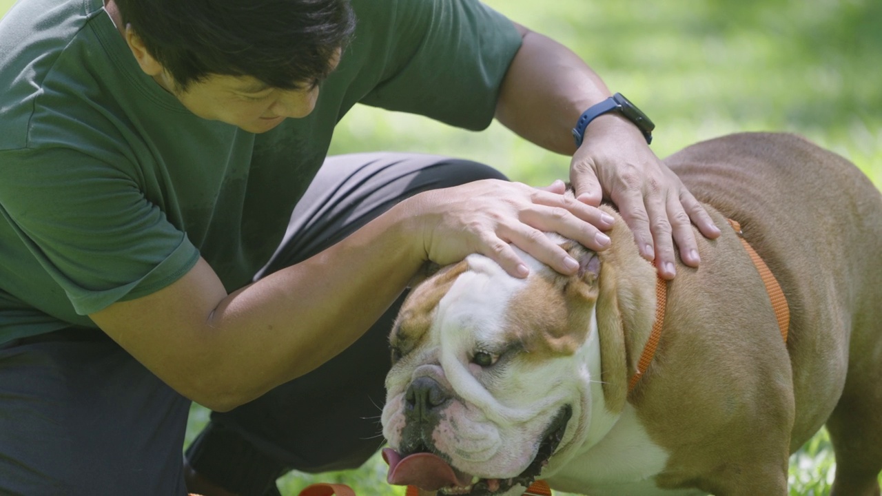 一名亚洲男子在后院抚摸和玩耍他的英国斗牛犬的特写镜头视频素材