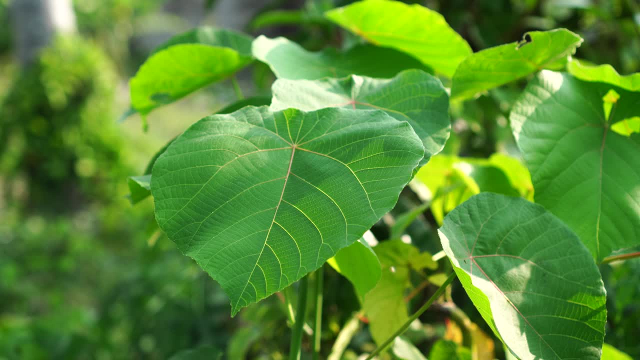 海上芙蓉的叶子被风吹过视频素材