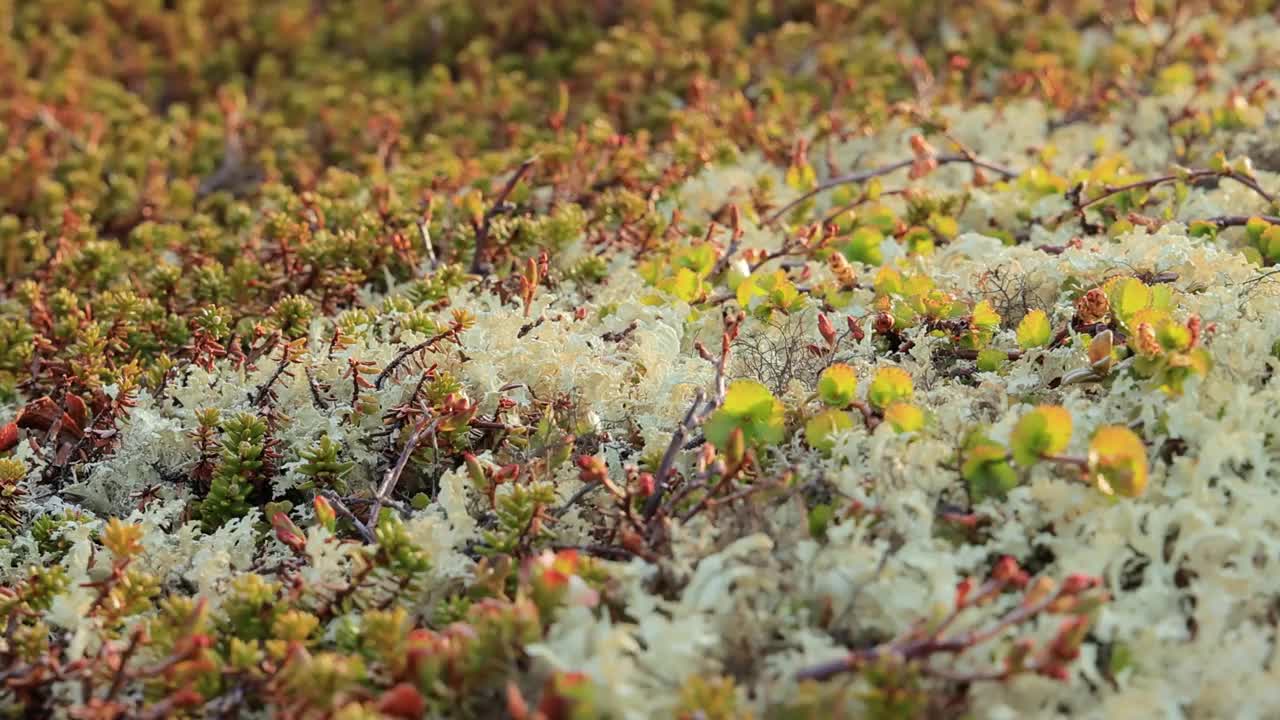 北极苔原地衣苔藓特写。主要发现在北极苔原，高山苔原地区，它是非常耐寒的。毛地衣，又称驯鹿杯地衣。视频素材