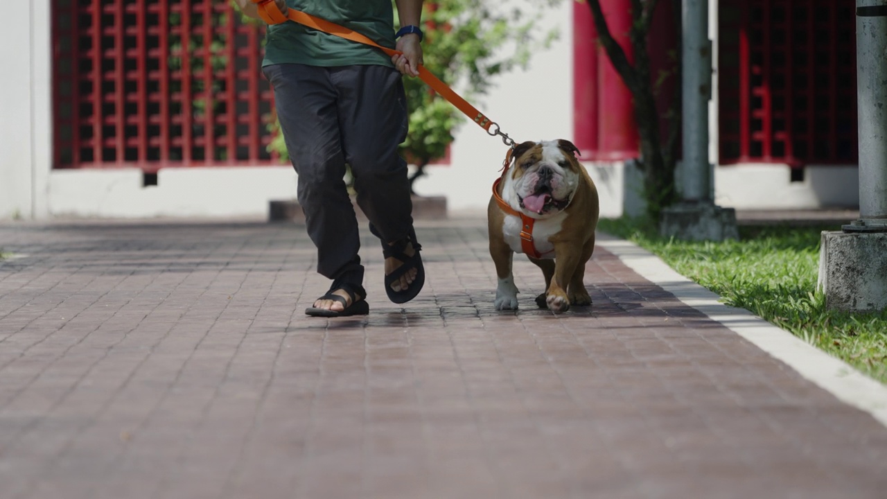 斗牛犬在人行道上看着摄像机视频素材