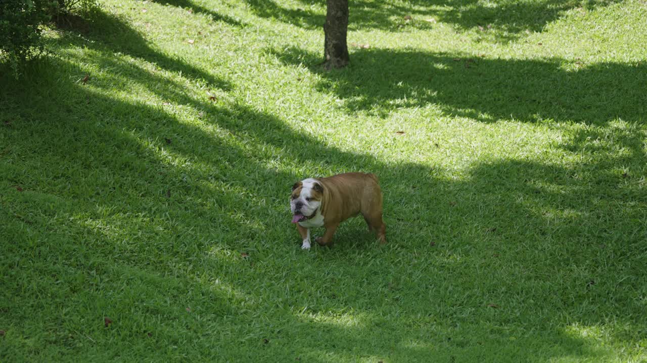 牛头犬在树荫下玩耍视频素材