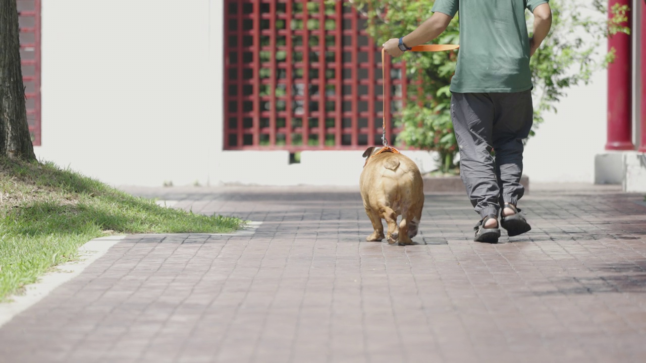 男宠物主人和斗牛犬一起走在人行道上视频素材