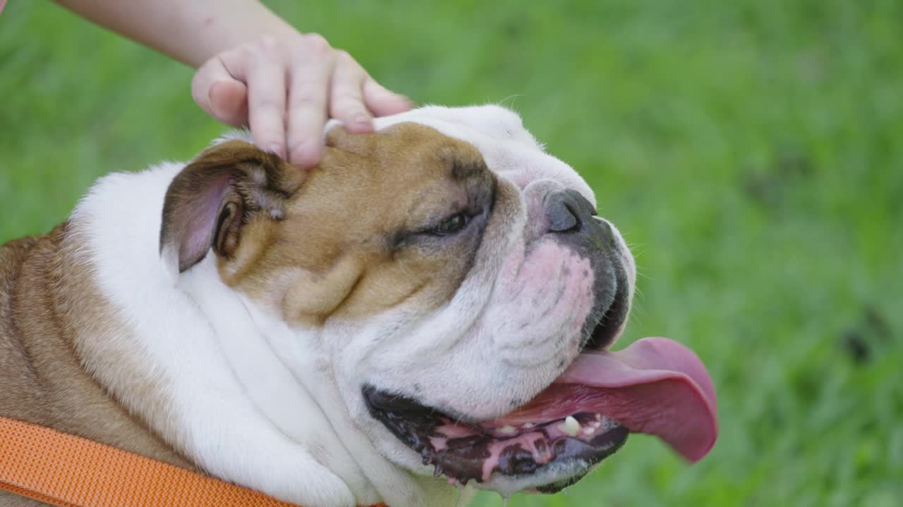 牛头犬被女性的手抓头视频素材