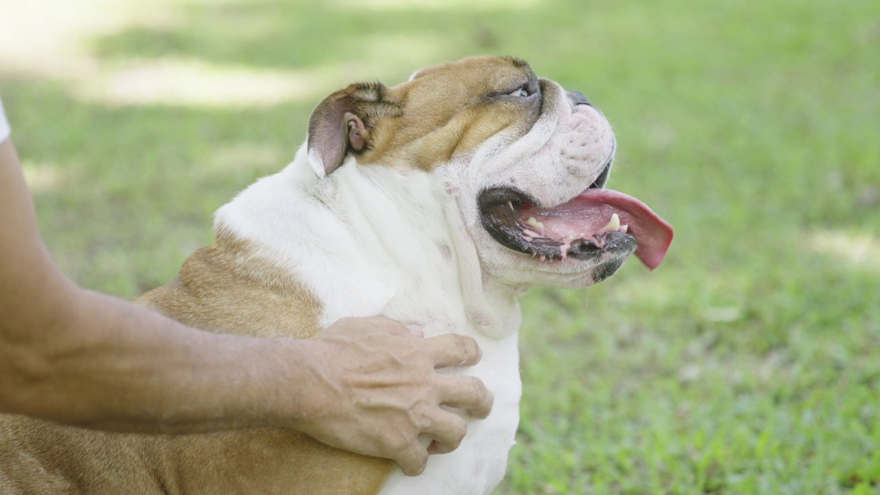 英国斗牛犬被主人抱着视频素材