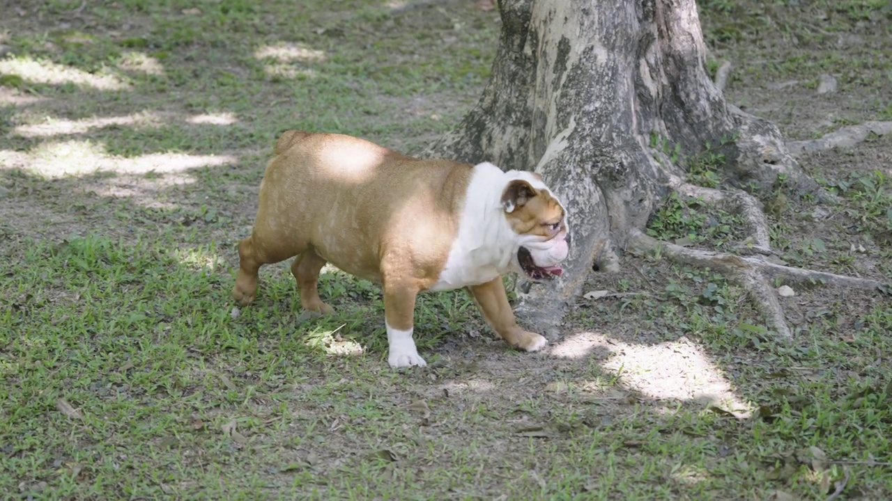 英国斗牛犬在公园的树荫下玩耍视频素材