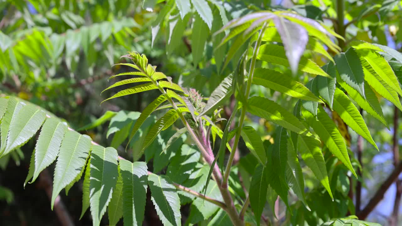 在有风的天气长着绿叶的漆树视频素材