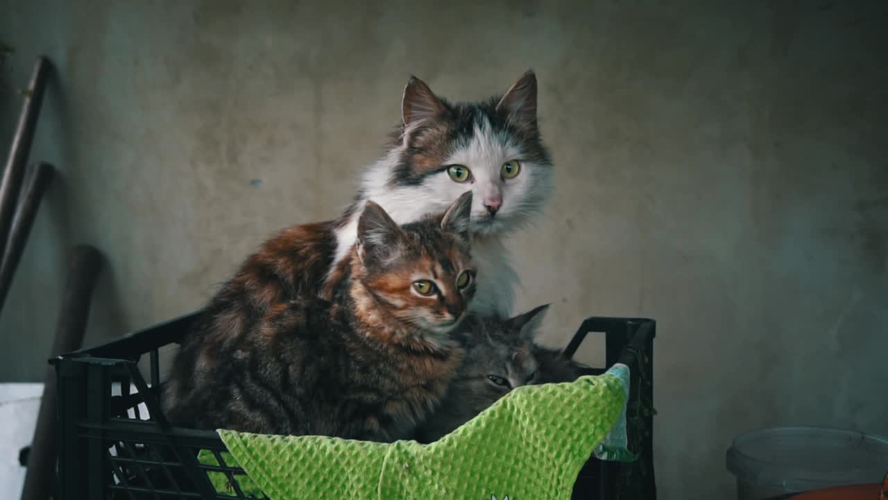 脏兮兮的流浪小猫在小盒子里和妈妈一起取暖视频素材