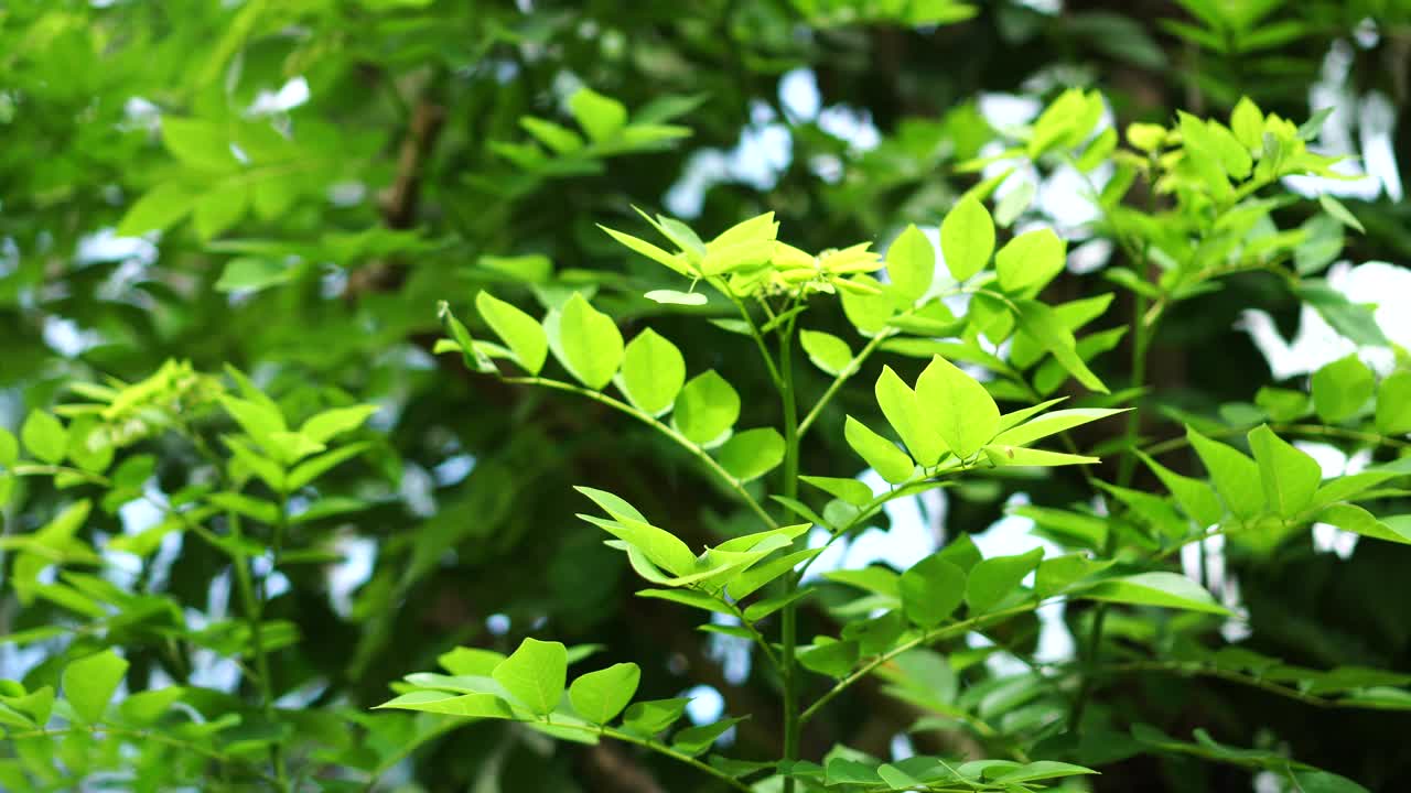 风中的水仙花视频素材