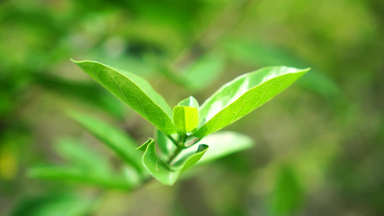 风中有锯齿叶视频素材