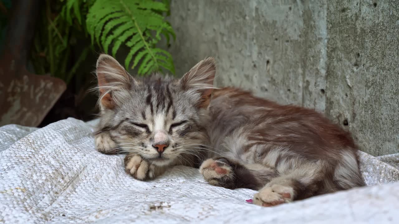 孤独的流浪猫睡在窗台上呼吸新鲜空气视频素材