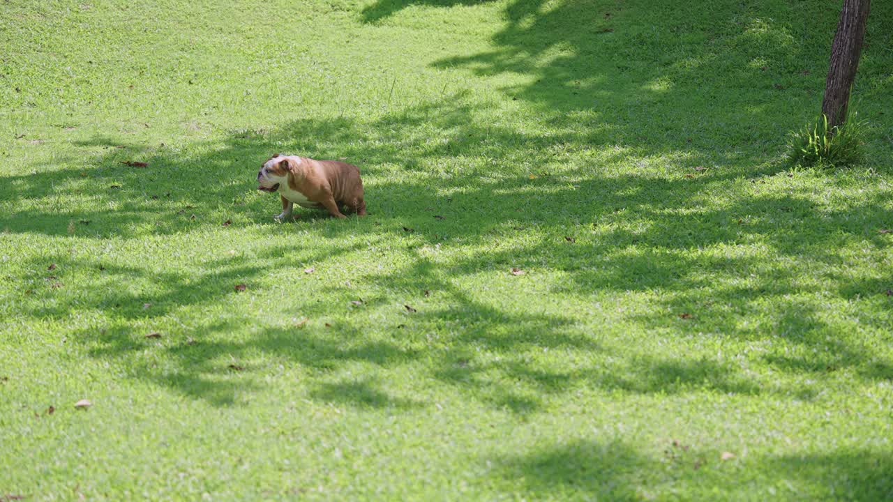 英国斗牛犬午睡后在树荫下起床，然后用抓地来标记它的领地视频素材