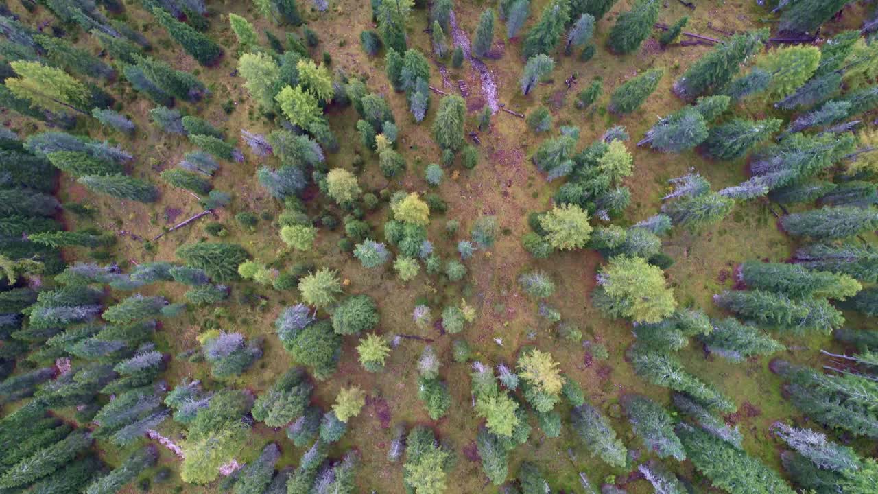 白云石森林鸟瞰图。视频素材