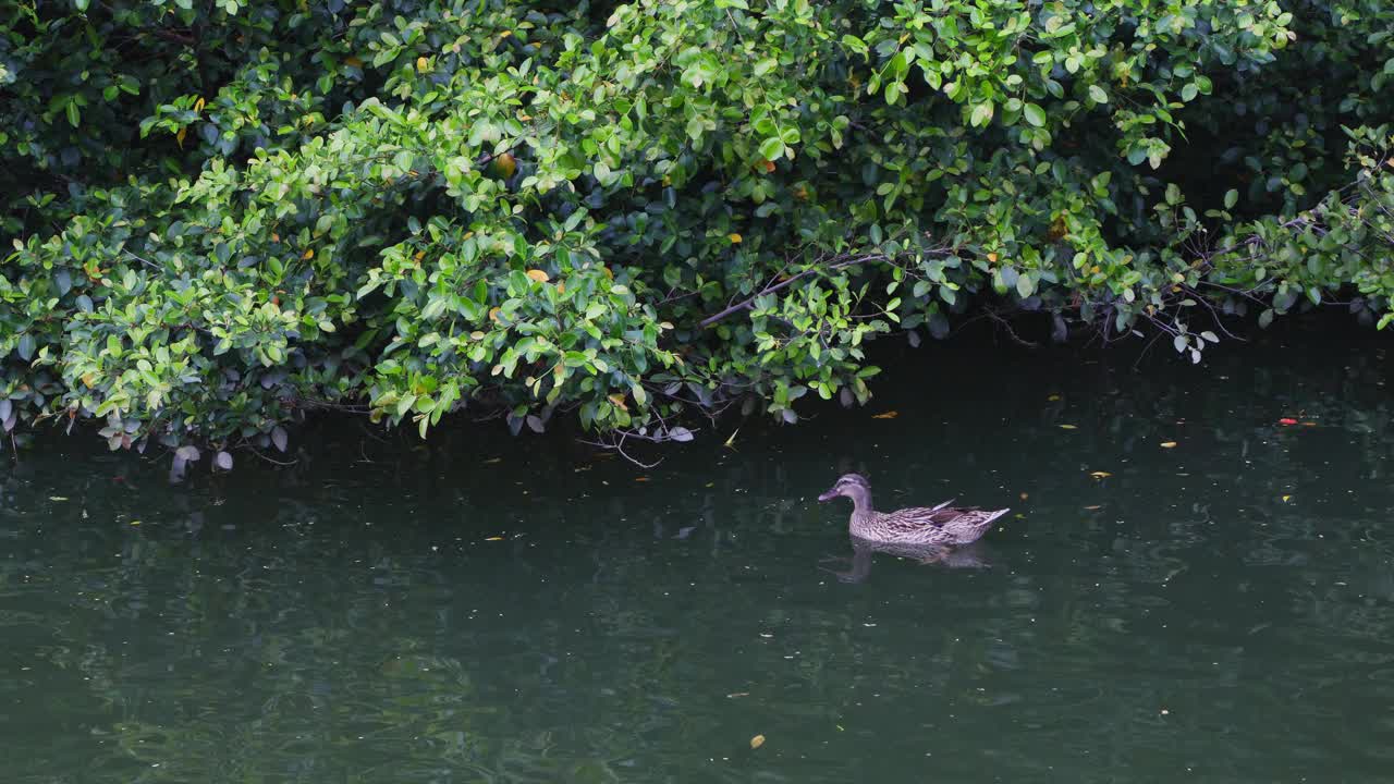 鸭子在湿地的湖里游泳视频素材