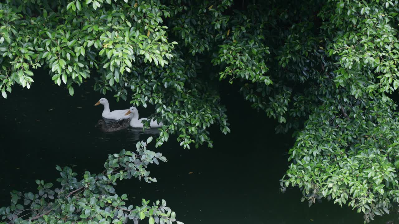 鸭子在湿地的湖里游泳视频素材