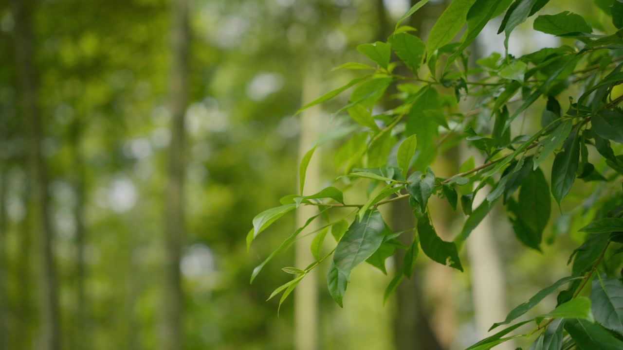 青竹林视频素材