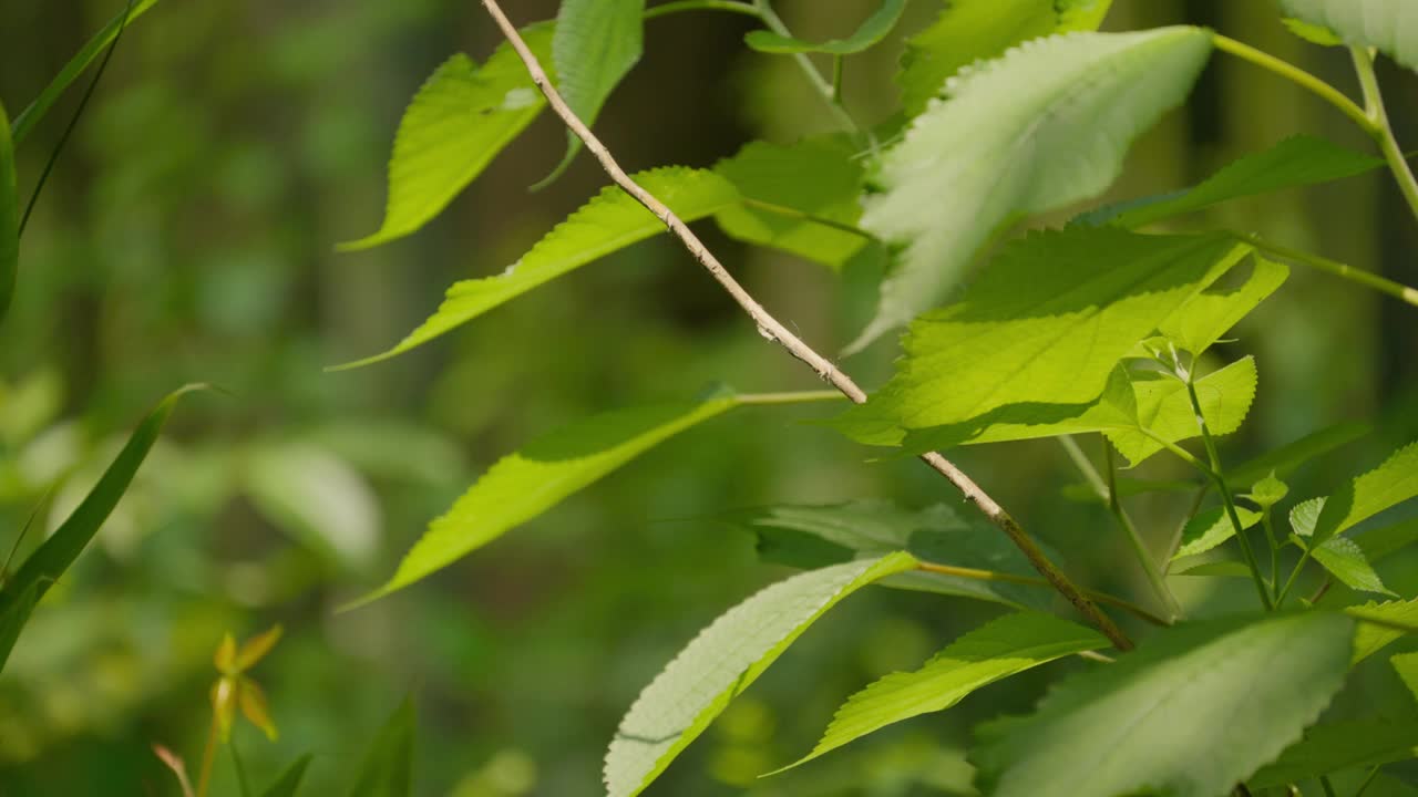 青竹林视频素材