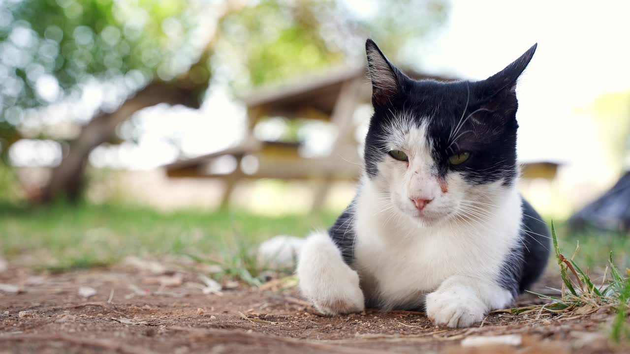 猫清洗自己视频素材