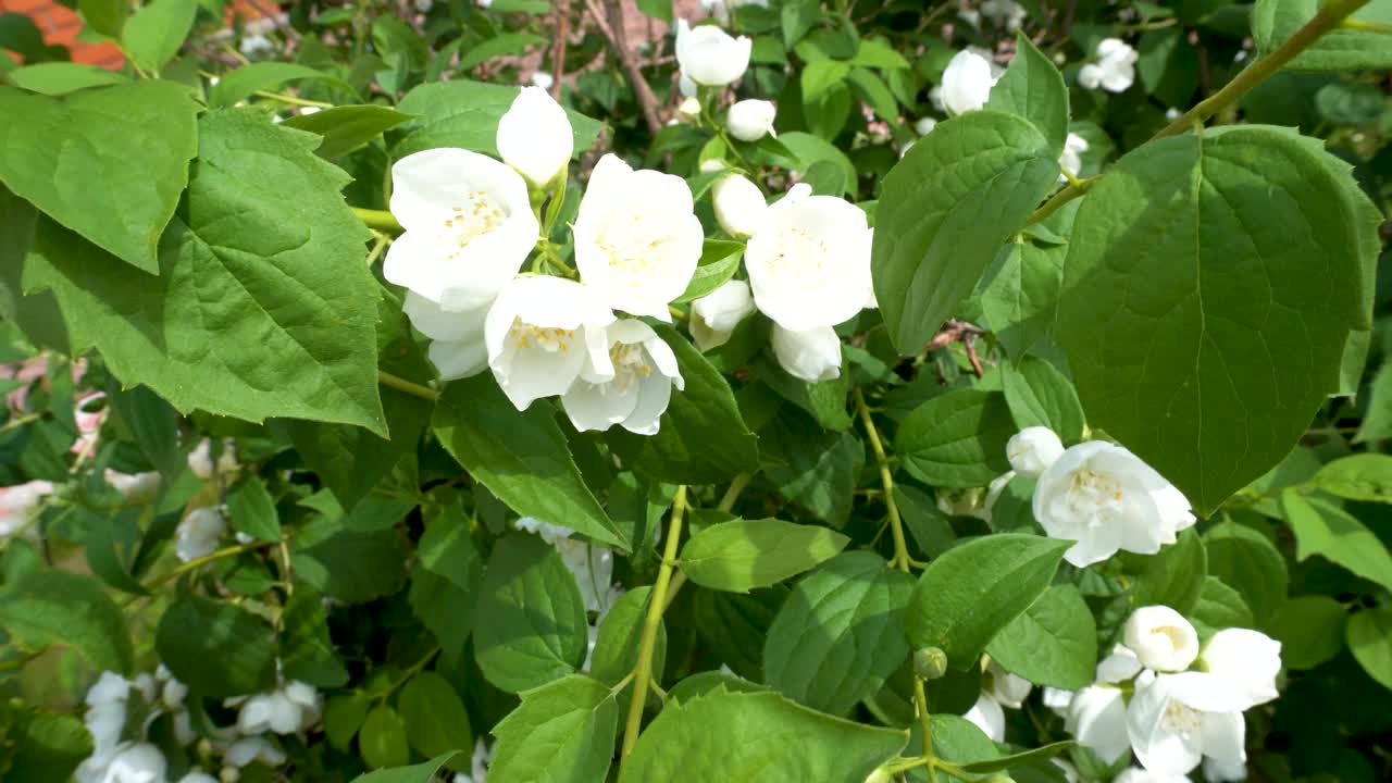 夏天花园里的茉莉花丛开着白色的花视频素材