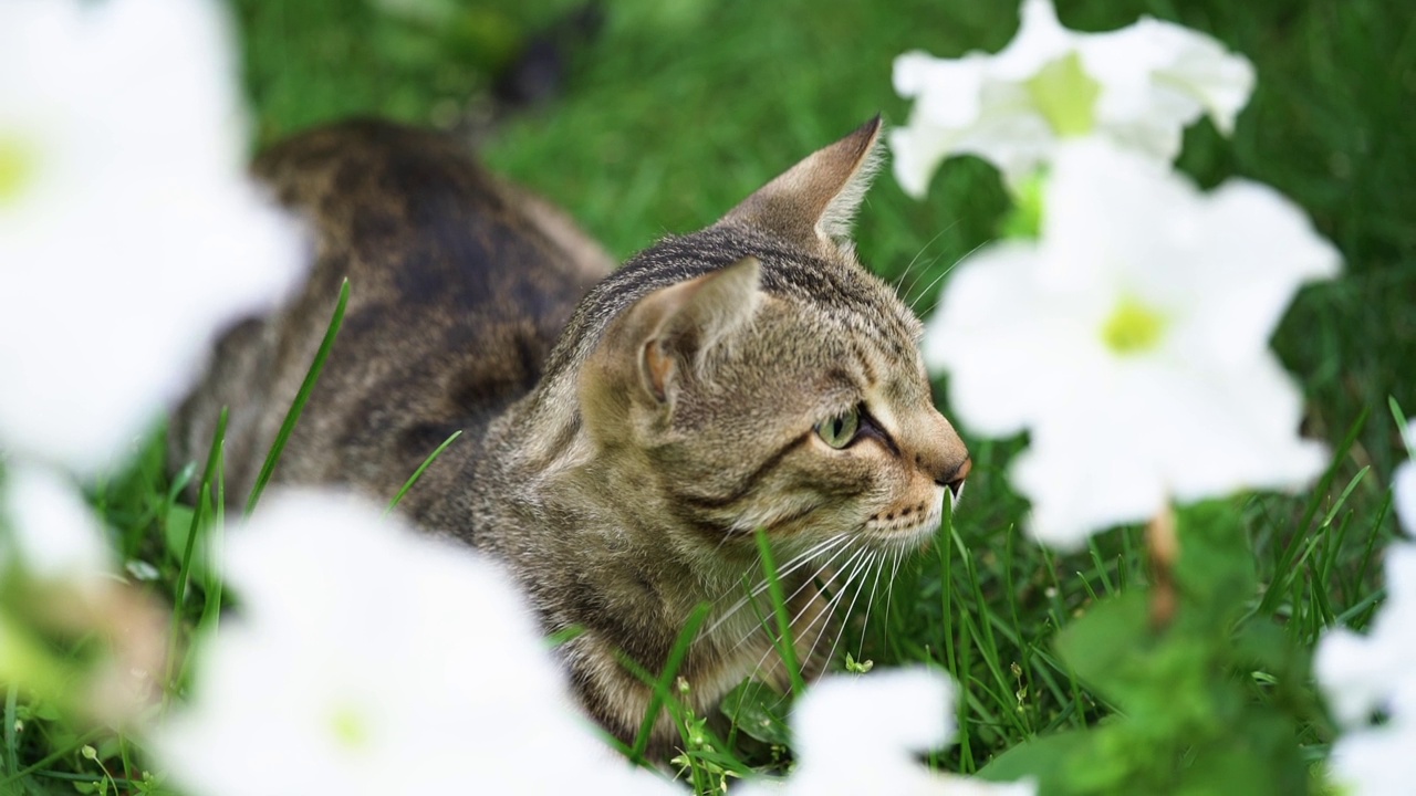 一只绿眼睛的灰猫坐在花旁边的草地上。视频素材