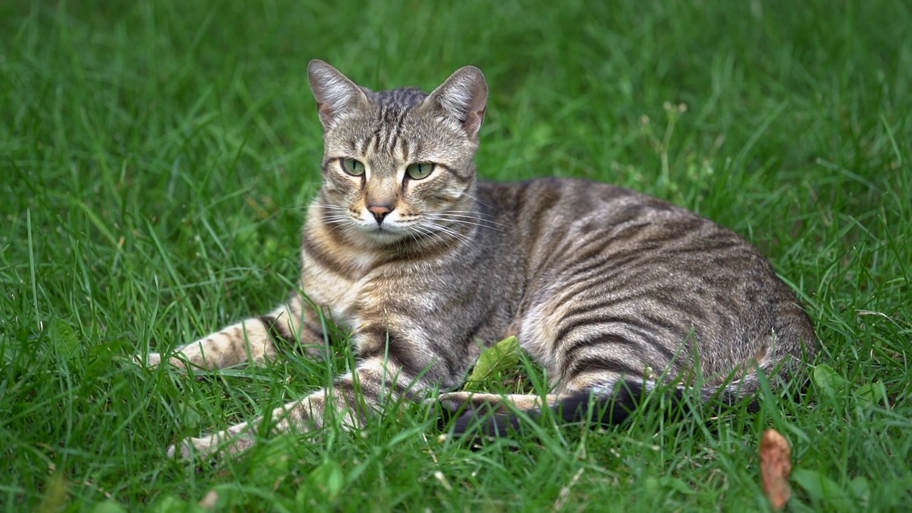 一只绿眼睛的灰猫躺在草地上。视频素材