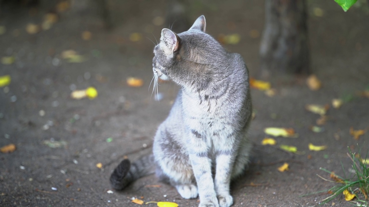 一只绿眼睛的灰猫坐在地上。视频素材