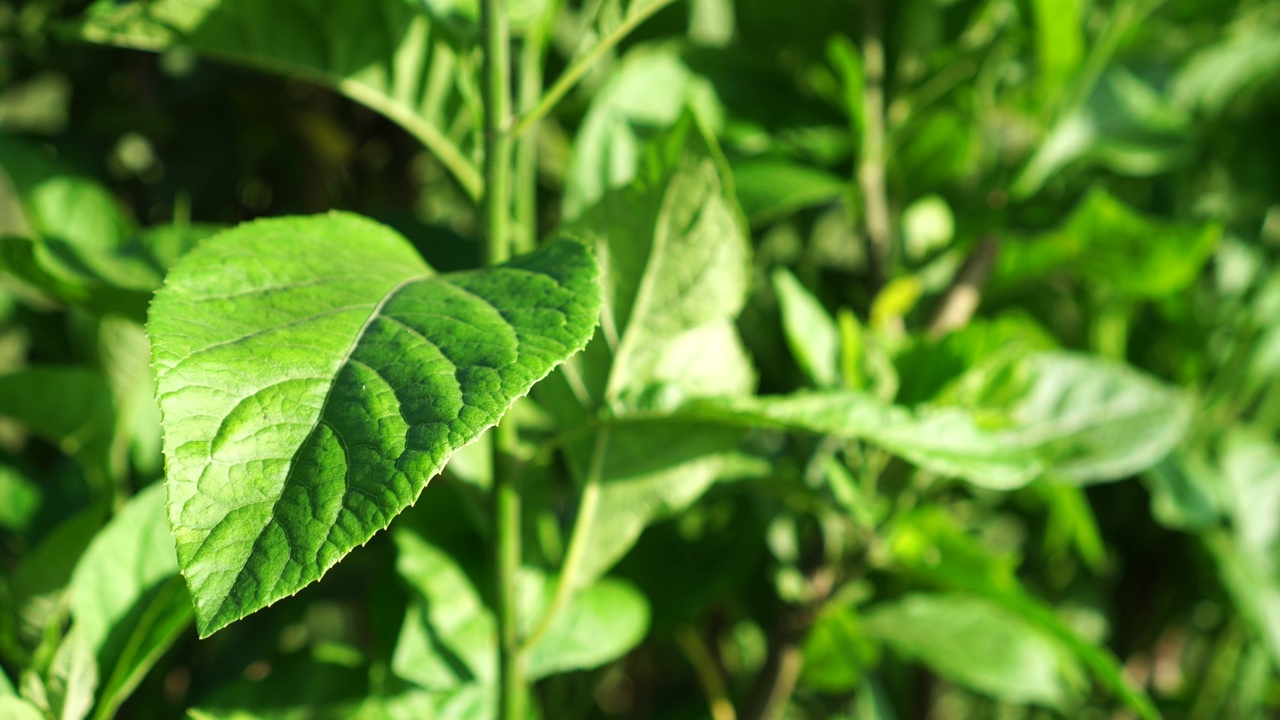 Vernonia amygdalina视频素材