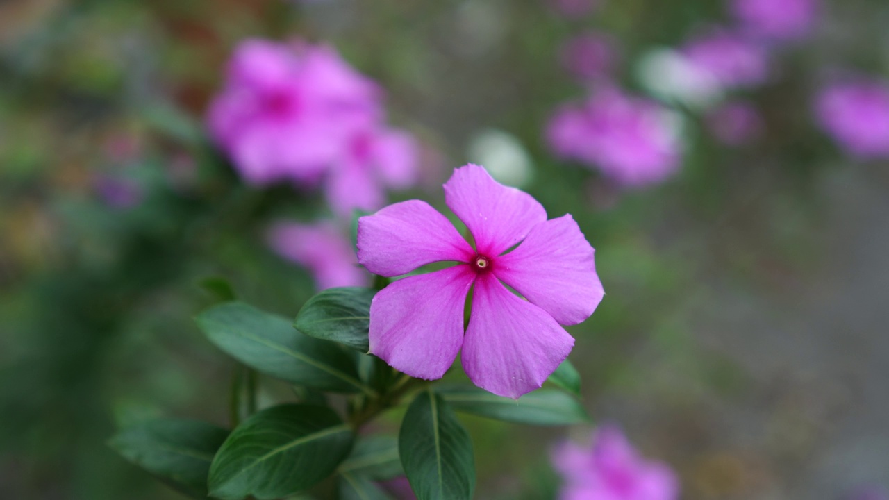 Catharanthus roseus也叫视频素材