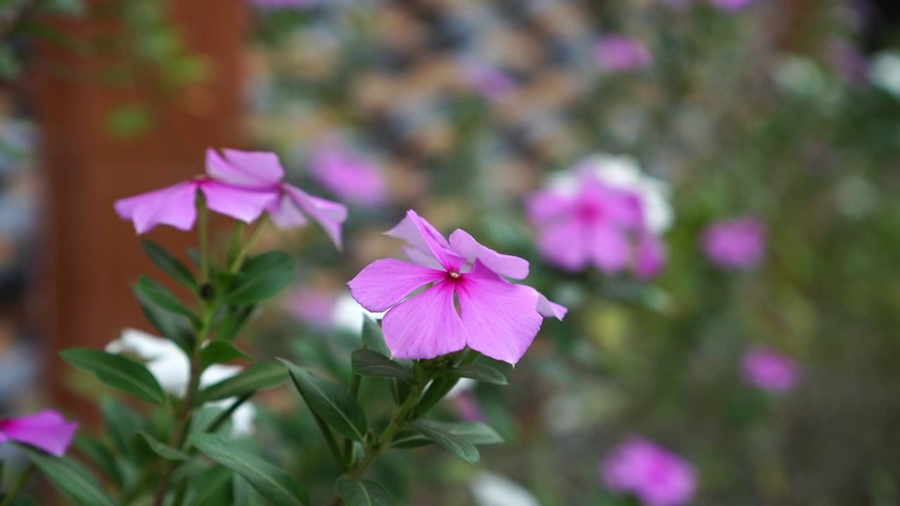 长春花视频素材